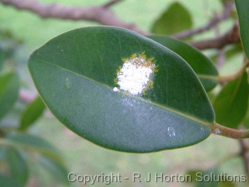 Fig psyllid 